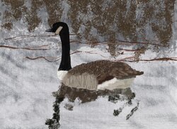 Canada goose